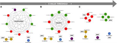 The Ascidia Ciona robusta Provides Novel Insights on the Evolution of the AP-1 Transcriptional Complex